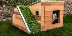 Studio Schicketanz Have Designed A Modern Dog House With A Green Roof