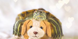 Meet Squishy And Rosy: The Turtles Have Their Instagram Followers Hooked