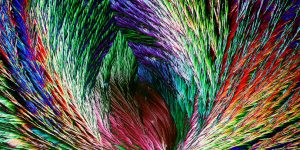 The 2108 UK Royal Society Of Biology Photographer Of The Year Shortlist