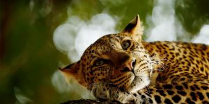 Wildlife Photographer Of The Year 2018 Competition Winners Are Announced