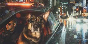 Vancouver Cops, Four-Legged Pals Pose For 2019 Police Dog Charity Calendar