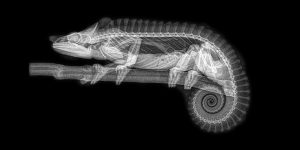 Zoo Staff Notice That Their Annual Animal Health Check X-Rays Look Amazing, Decide To Share Them
