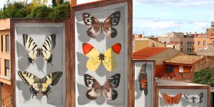 Street Artist Mantra Creates Beautiful Mural Series Of Butterfly Specimen Boxes