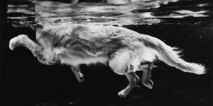 Stunning Winners Of The 2018 Dog Photographer Of The Year Contest
