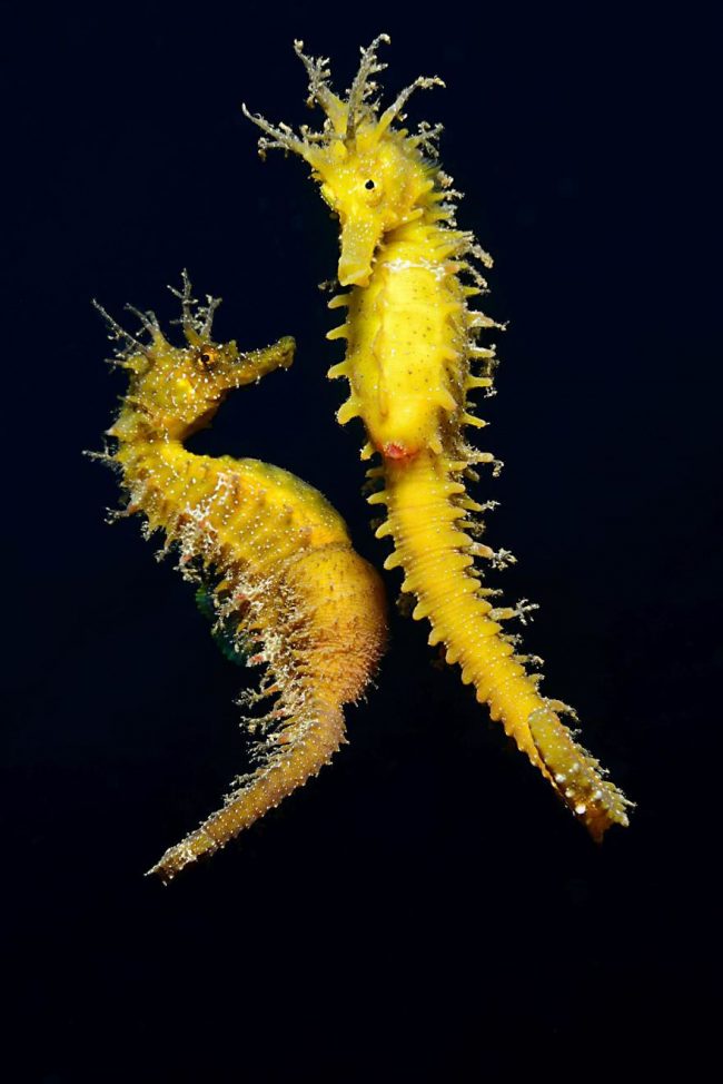 These Winning Photos Of The 2018 Underwater Photographer Of The Year ...