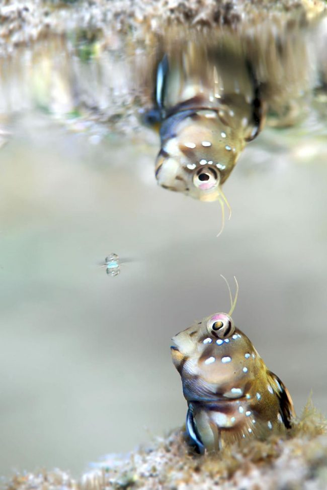 These Winning Photos Of The 2018 Underwater Photographer Of The Year ...