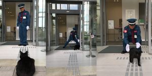 These Two Cats In Japan Have Been Trying To Sneak Into A Museum For Years