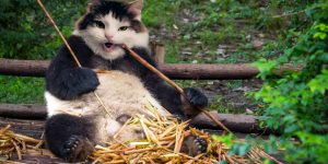 This Artist Makes Funny And Creepy Cat Hybrids Bred In Photoshop. Have Things Gone Too Far?