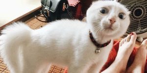 When Your Cat Meows, And You Meow Back…