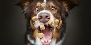 This Unique Collection Of Photographs Shows The Concentrated Faces Of Dogs Just Before Catching Their Beloved Treats