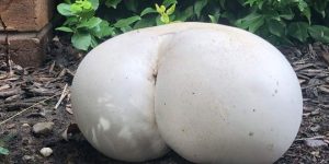 Designed By Nature: World’s Greatest Gallery Of Mushrooms That Look Like Butts