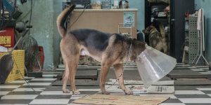 Marcel Heijnen's Heartwarming Photographs Of Hong Kong's Garage Dogs