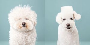 7 Dogs Before And After Japanese Grooming
