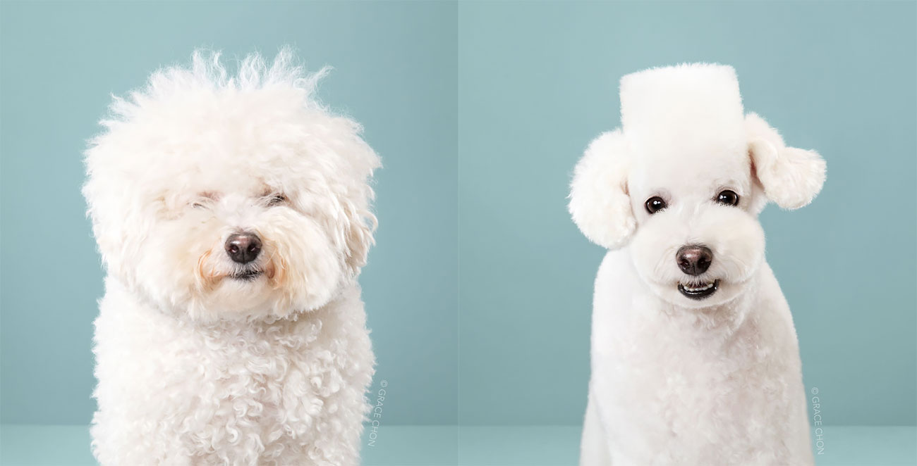 7 Dogs Before And After Japanese Grooming » Design You Trust