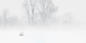 Spectacular Wining Photos Of The Siena International Photo Awards 2018
