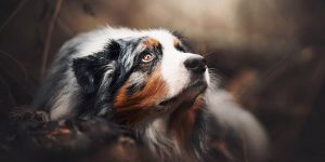 Photographer Kristýna Kvapilová Captures Beautiful And Magical Portraits Of Dogs