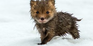 Russian Miner Spends His Breaks Taking Photos Of Foxes In The Arctic Circle