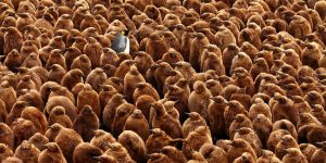 Spectacular Winning Photos Of The British Ecological Society Photo Competition 2018