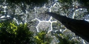 Stunning Examples Of “Crown Shyness”, A Phenomenon Where Trees Avoid Touching