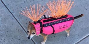 Anti-Coyote Vests For Dogs Are More Punk Rock Than You'd Expect
