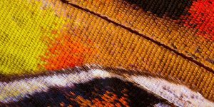Unbelievable Photos Show The Microscopic Beauty Of Butterfly Wings