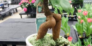 Designed By Nature: World’s Greatest Gallery of Trees That Look Like Butts