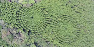 Half A Century In The Making: Tree ‘Crop Circles’ Emerge In Japan