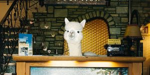 Adorable 2019 Calendar Of Alpacas Living Luxuriously All Year Long