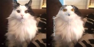 People Are Submitting Pics Of Their Pets To This Instagrammer, And She Gives Them Hilarious Makeovers