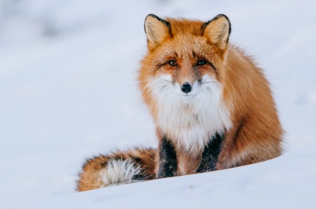 Russian Miner Spends His Breaks Taking Photos Of Foxes In The Arctic ...