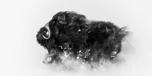 Spectacular Winning Photos Of The National Geographic 2018 Photo Contest