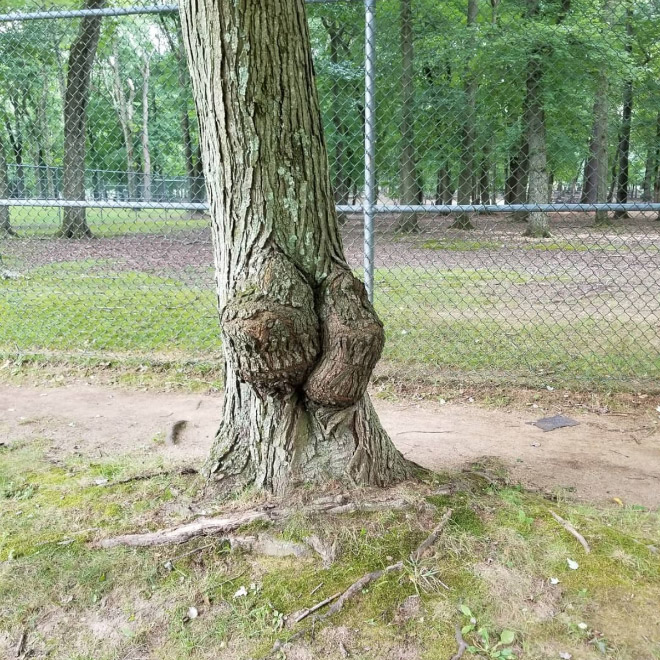 The World's Greatest Gallery of Tree Butts