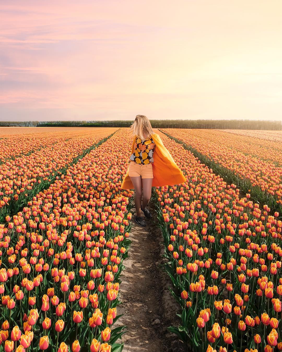 Почему тюльпаны падают. Тюльпановые поля в Нидерландах. Тюльпановое поле Амстердам. Тюльпановые поля в Голландии фото. Плантации тюльпанов в Голландии.