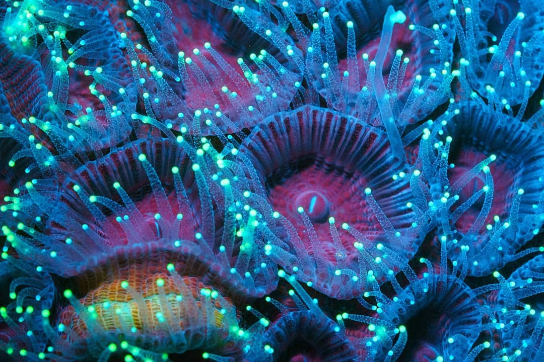 Deep scene. Глубоководные оболочники. Светящиеся морские обитатели. Люминесцентные пиросомы. Светящиеся глубоководные растения.