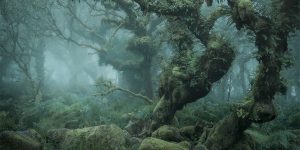 Enchanting Photographs Of A Misty English Wood By Neil Burnell