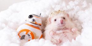 Japan’s Tiny Instagram Models, These Hedgehogs’s High Concept Photoshoots Give Us Life
