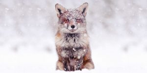 Photographer Documents Stunning Wild Foxes Enjoying The Snow