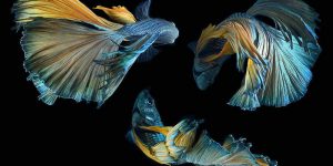 This Thai Photographer Captures Aquarium Fish Like No Other