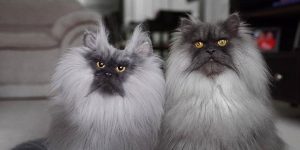 The 'Cuddle Clone' Plush Toys Made To Look Like Aging Pets So Their Owners Can Cherish Them Forever