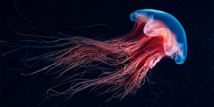 Look at All These Insane Deep-Sea Creatures Biologist Just Found In White Sea