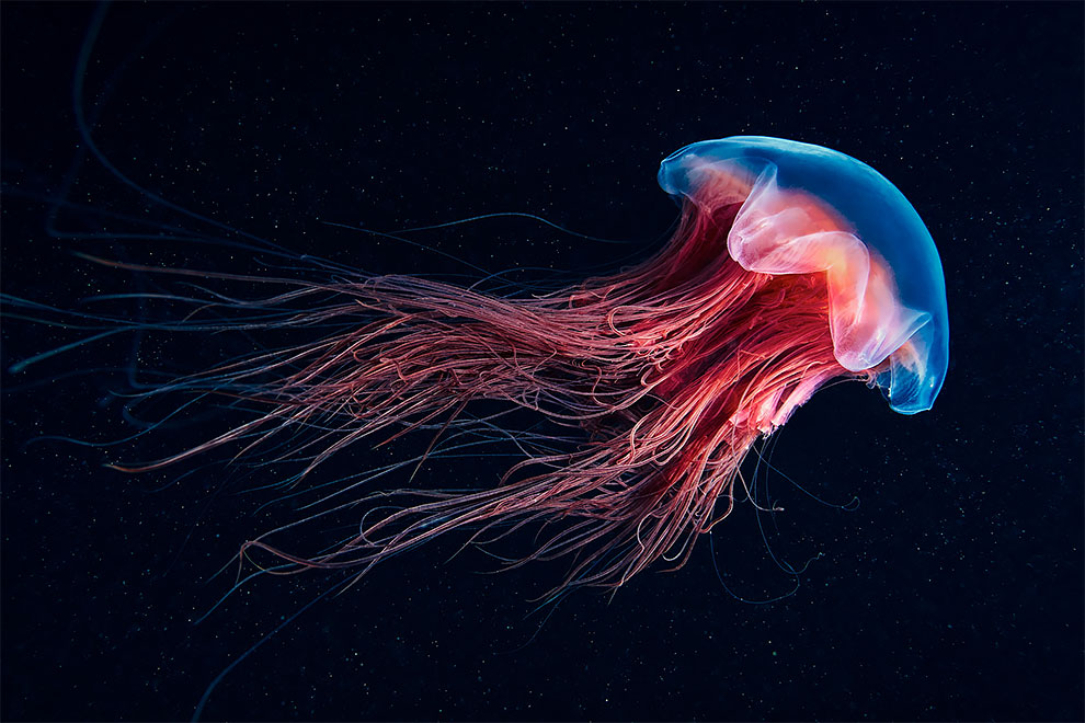 Look at All These Insane Deep-Sea Creatures Biologist Just Found In ...