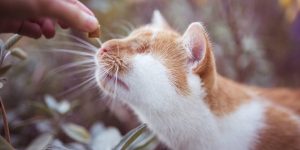 Cat Owner Sabine Fallend Photographs Her Eyeless Cat Who Sees With His Heart