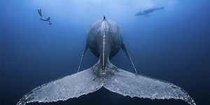 Paddle Through Breathtaking And Prize-Winning Underwater Photos Of The 2018 Ocean Art Contest