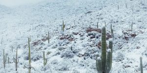 Snow Just Fell In Arizona Desert And Even Though These Frosty Photos Look Beautiful, It Might Be A Serious Problem