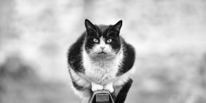 Photographer Sabrina Boem Beautifully Captured The Monorail Cats