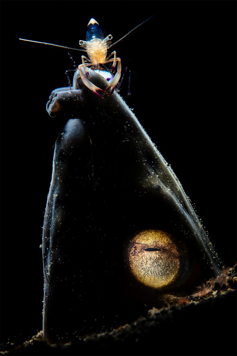 The Spectacular Winning Photos From Underwater Photographer Of The Year ...