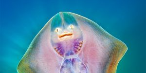 The Spectacular Winning Photos From Underwater Photographer Of The Year 2019