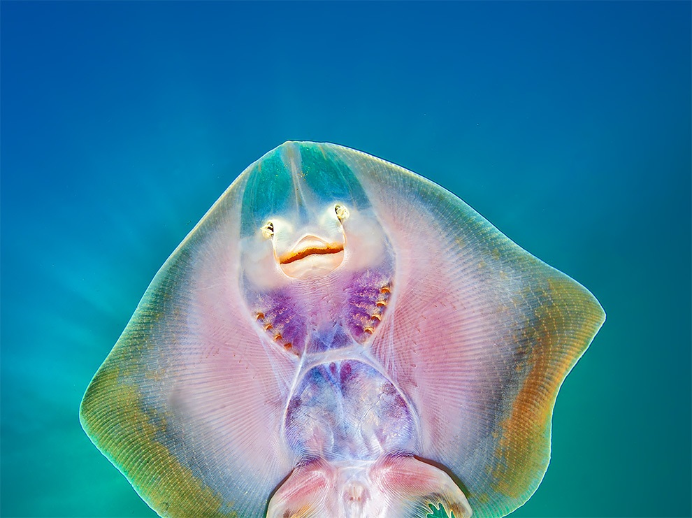 The Spectacular Winning Photos From Underwater Photographer Of The Year ...
