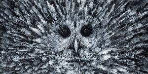 Forest Of Insomnia: Dreamlike And Surreal Photo Manipulations By Kevin Adams