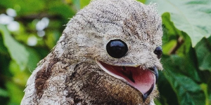 The 'Weird Ass Bird Found In Venezuela' Is A Potoo, Have The Cutest Face You've Ever Seen